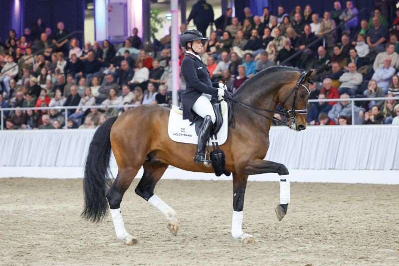 Feinsten Stallion